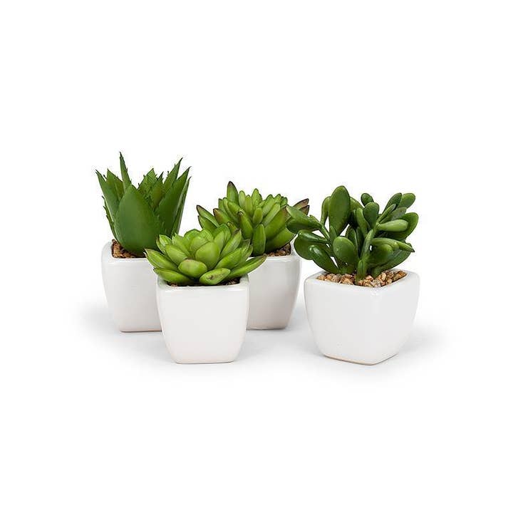 Set of 4 Succulents In White Square Pot-4"H - Clearance for wholesale by Abbott