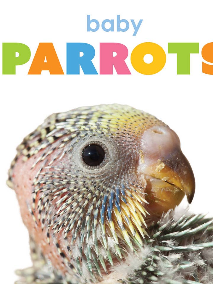 Baby Parrots for wholesale by The Creative Company