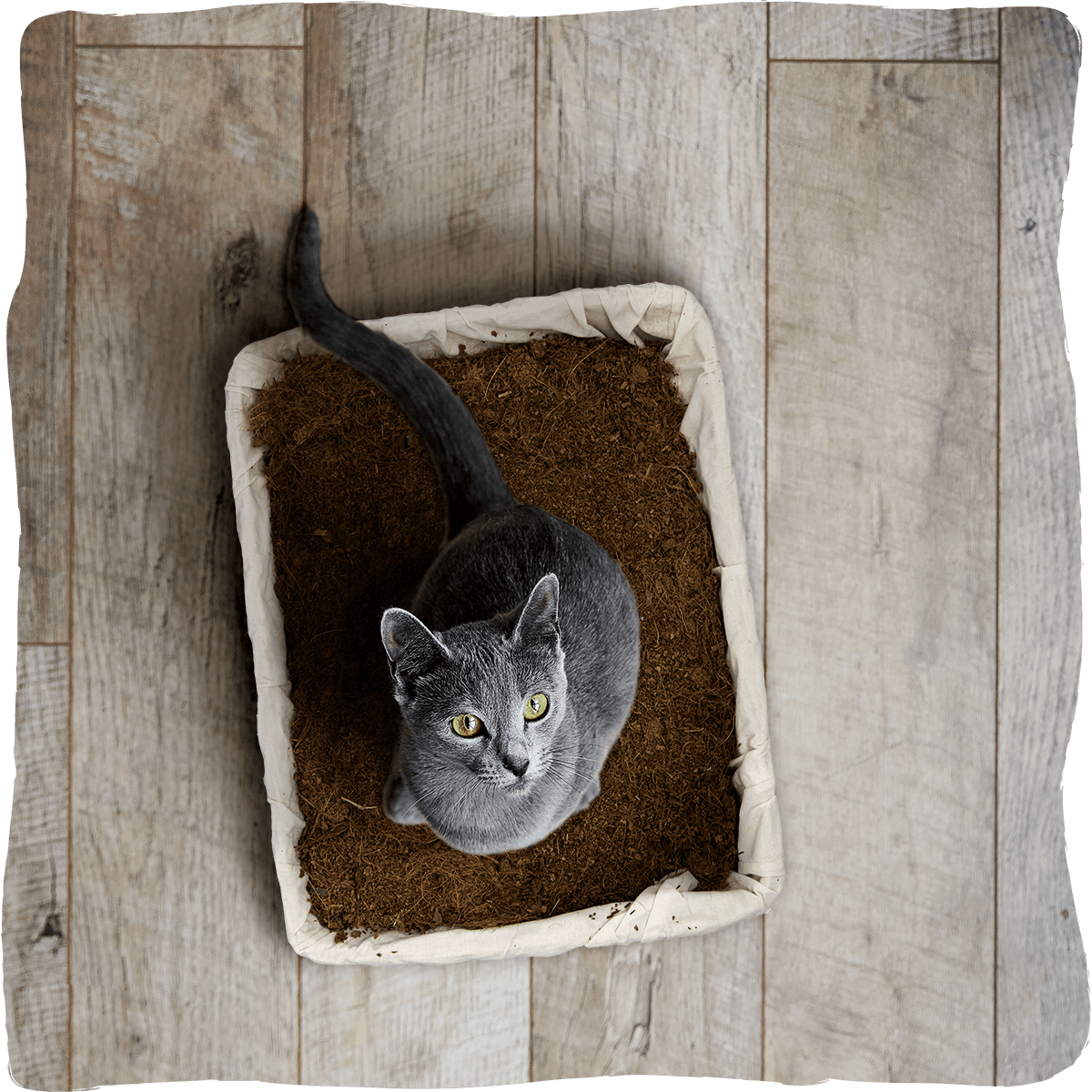 2G Pet Food, Equisnack, Equibar, Guidolin Gianni - Wholesale Pet Bed - Cat/Dog - Cocco Bed | Vegetable litter for cats, rabbits, and reptiles4