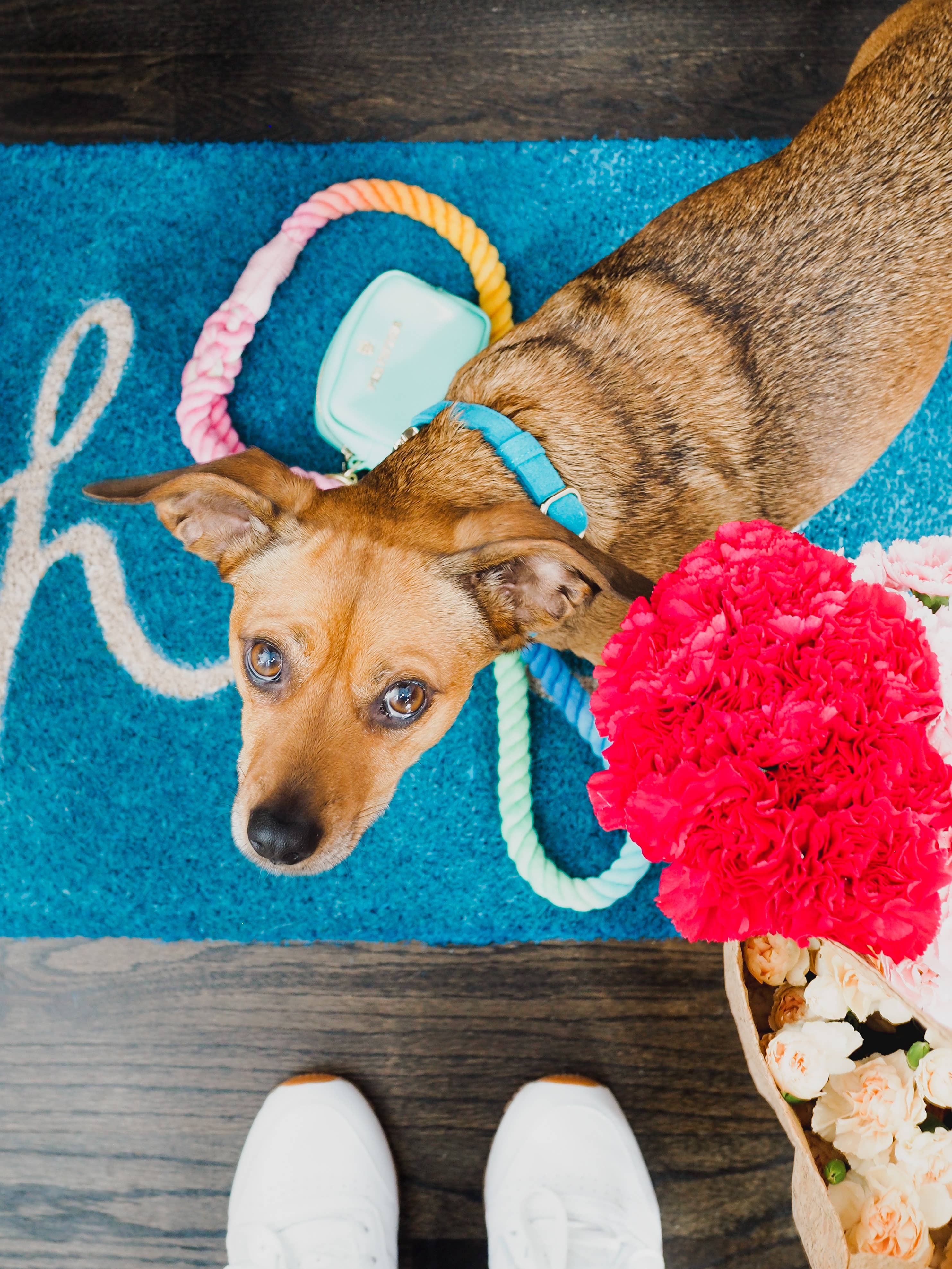 Pink Papyrus | Premium, Durable, & Stylish Dog Products - Wholesale Pet Leash - Dog - Nola Rope Dog Leash | Dog Leash | Rainbow Leash5