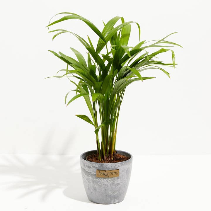Lively Root - Wholesale Live Plant - Areca Palm Indoor Tree8