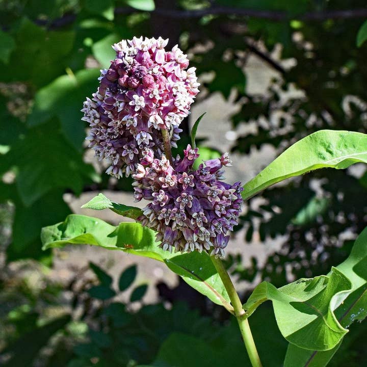 Sow True Seed - Wholesale Plant Seeds - Milkweed Seeds - Common4