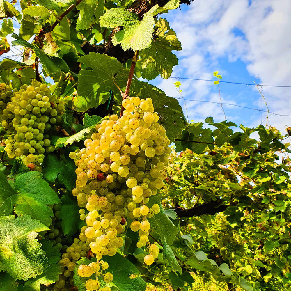 Mani Sagge - Vente Champagnes/vins pétillants - Prosecco Superiore Mani Sagge DOCG Millesimato Extra Dry5