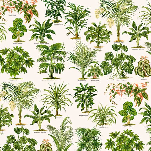 Prydplanter - 70 x 100 cm for engroshandel hos Grafiche Tassotti