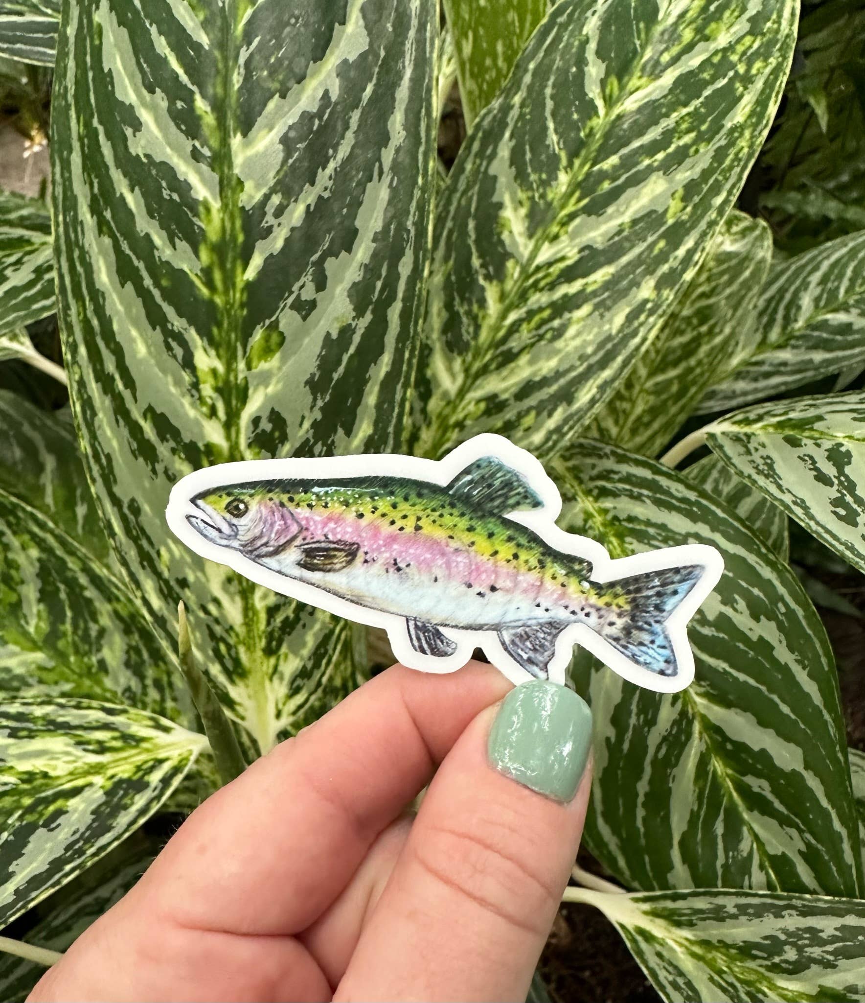 Brush & Bark - Wholesale Sticker - Rainbow Trout Sticker2