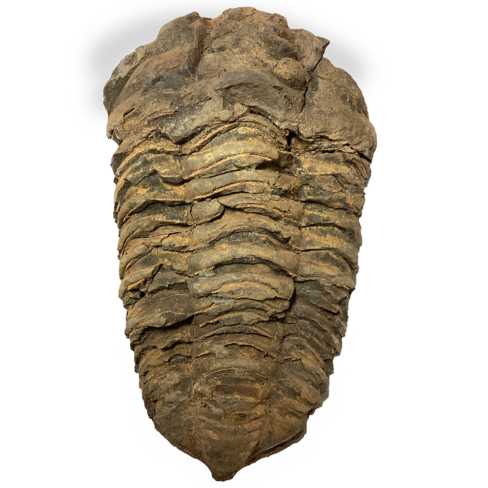 Texas Toy Distribution - Wholesale Decorative Figurine - Large Trilobite Fossils3