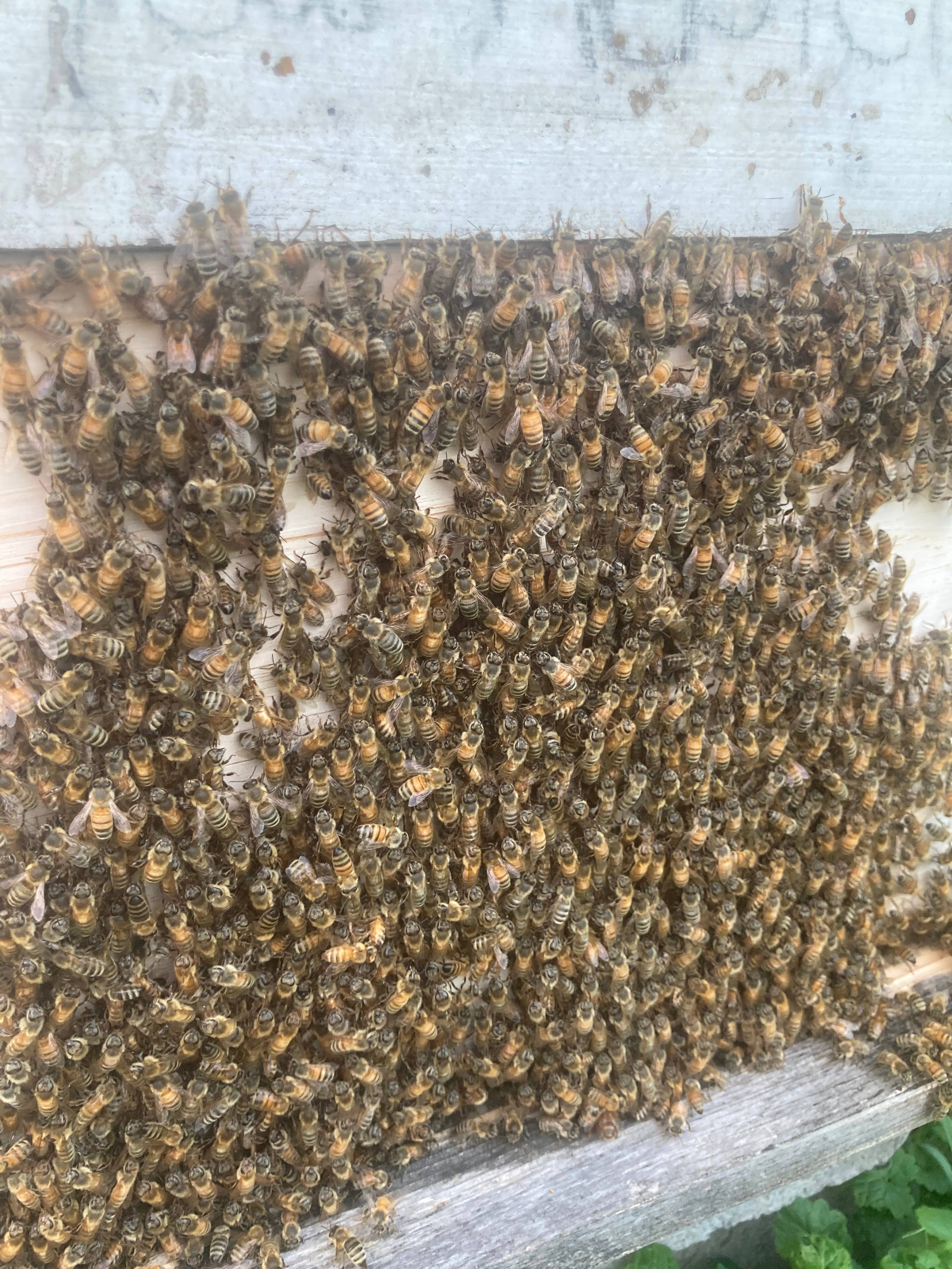 Honeybee Herbs - Wholesale Facial Oil - Honeybee Venom Face Oil1