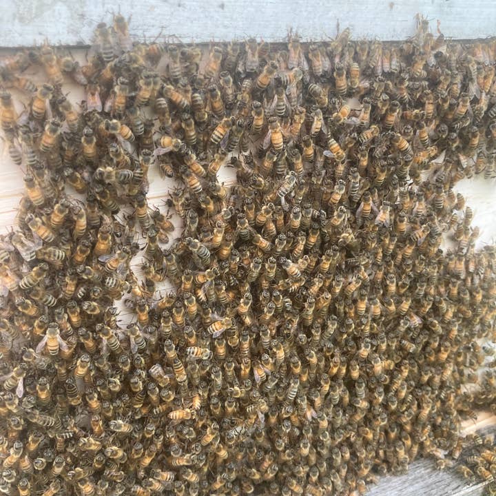 Honeybee Herbs - Wholesale Facial Oil - Honeybee Venom Face Oil1