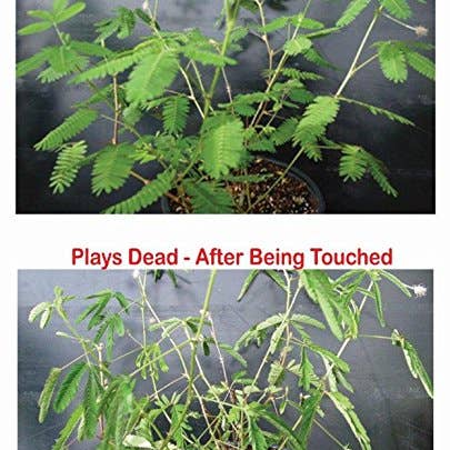 TickleMe Plant Company, Inc. - Wholesale Plant Seeds - Zombie Plant Seed packets -
Page down to see the video!2