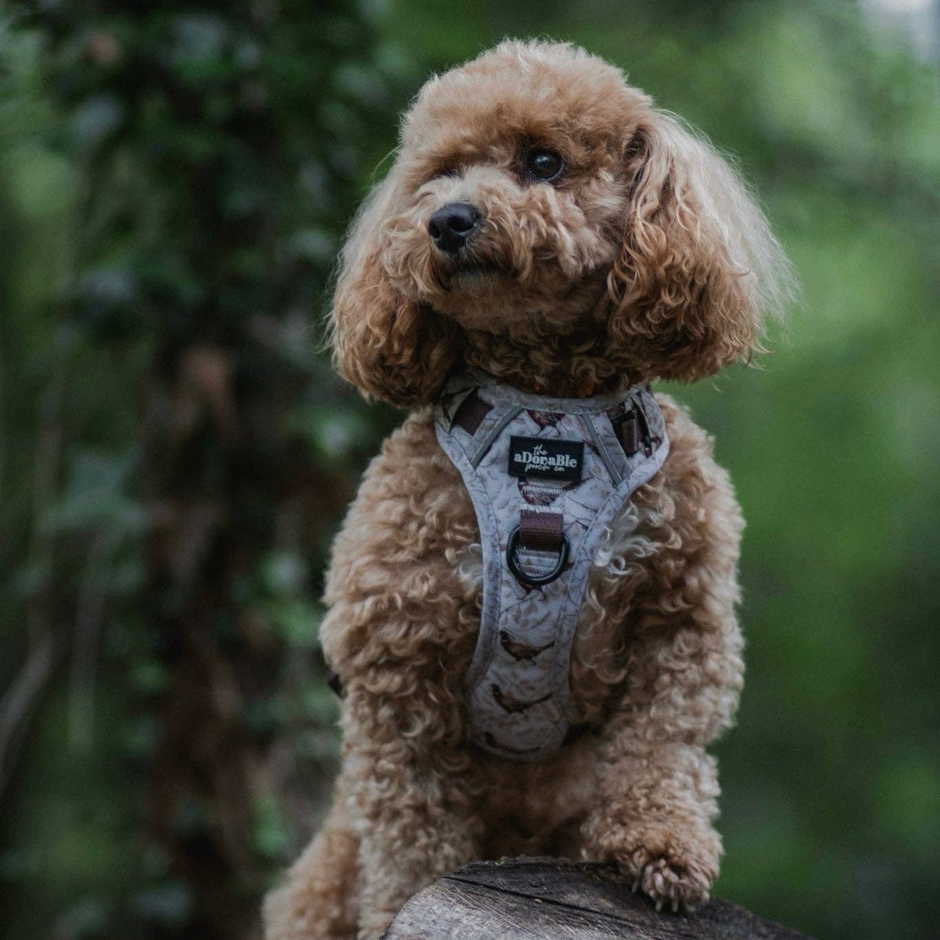 The aDoraBle Pooch Company - Wholesale Tuig voor huisdieren - Hond - Hike & Go™ Harnas - Farmland Fazant17