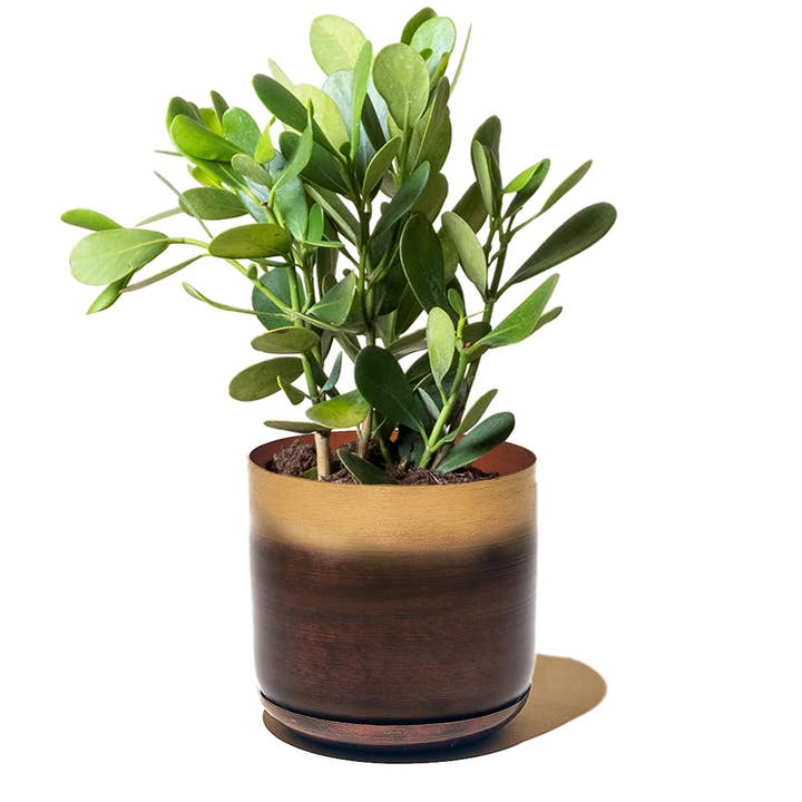 Chive - Wholesale Plant Pot - Joe Metal Pot & Saucer 7"/8"/10"/12"