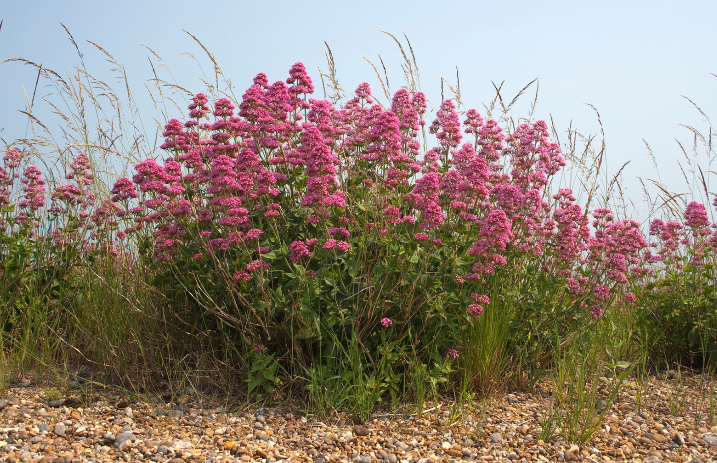 lotusleafaltars - Vente Graines de plantes - Set de graines de plantes magiques, avec des guides de culture colorés !13