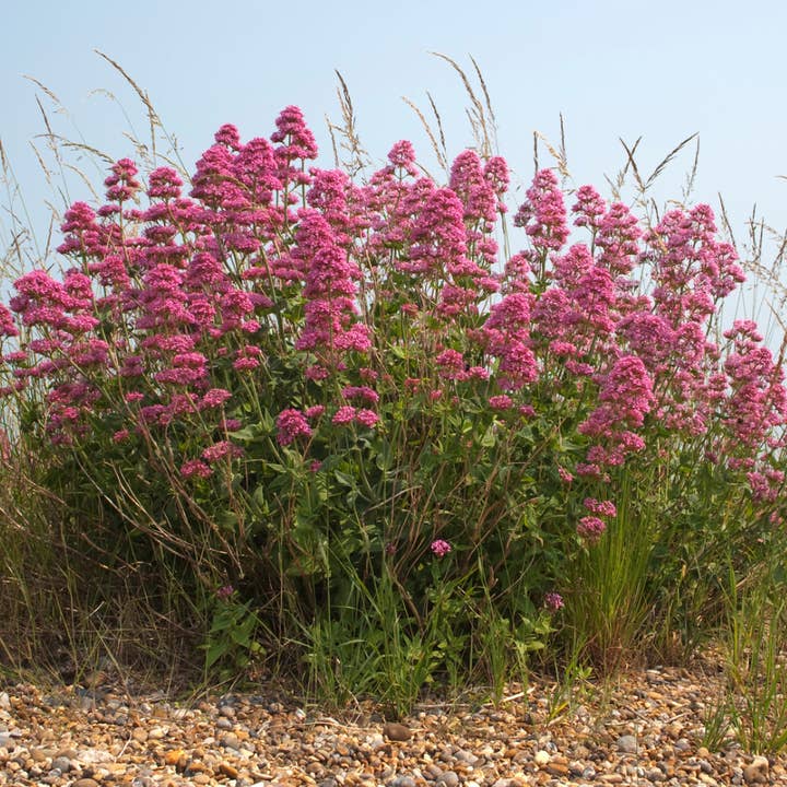 lotusleafaltars - Vente Graines de plantes - Set de graines de plantes magiques, avec des guides de culture colorés !13
