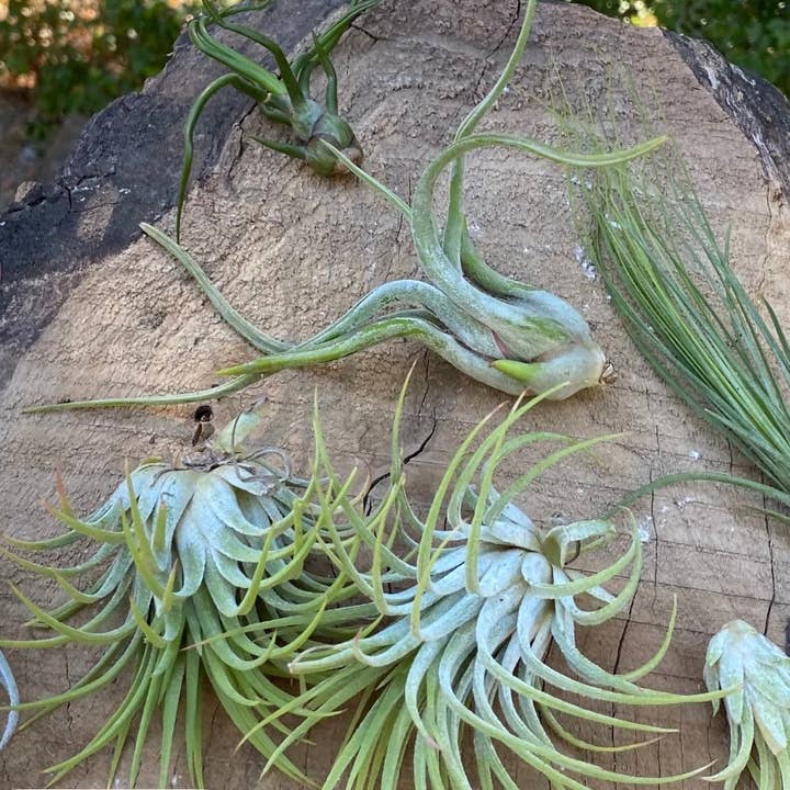 AIR PLANT PACK - 5 PACK AND 10 PACK for wholesale by I Love Books and Bows