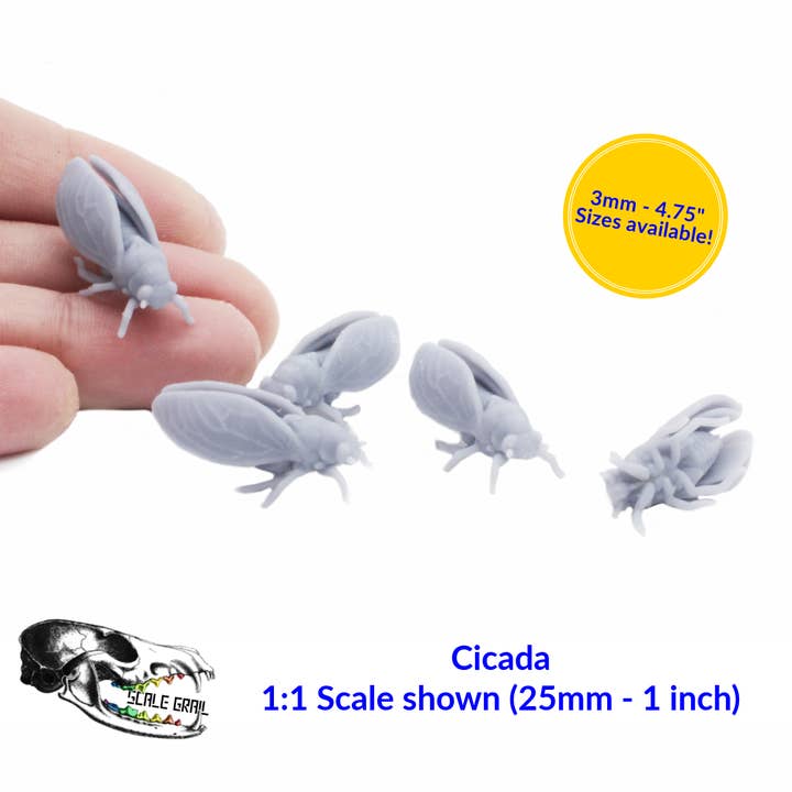 Cigarra - 3 mm - Réplica en miniatura de insecto a escala 1:1 rarezas por The Scale Grail para venta al por mayor de The Scale Grail