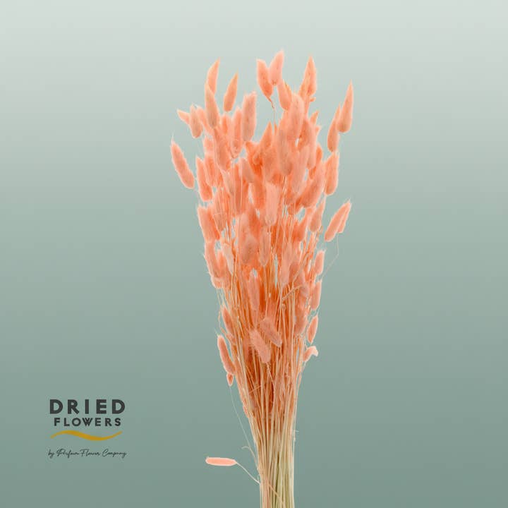 Dried Bleached Lagurus Salmon for wholesale by All Occasions Wholesale