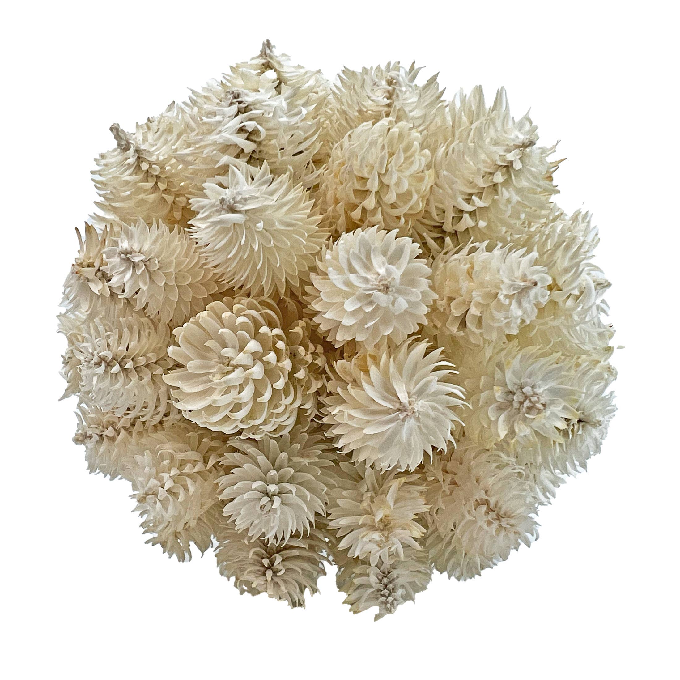 2626 Designs - Wholesale Decorative Tabletop Object - 3 Handmade Preserved Natural Floral Topiary Balls 5