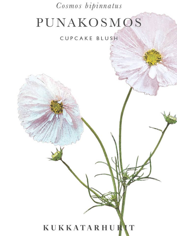 Punakosmos Cupcake Blush - Cosmos bipinnatus pour la vente par Kukkatarhurit