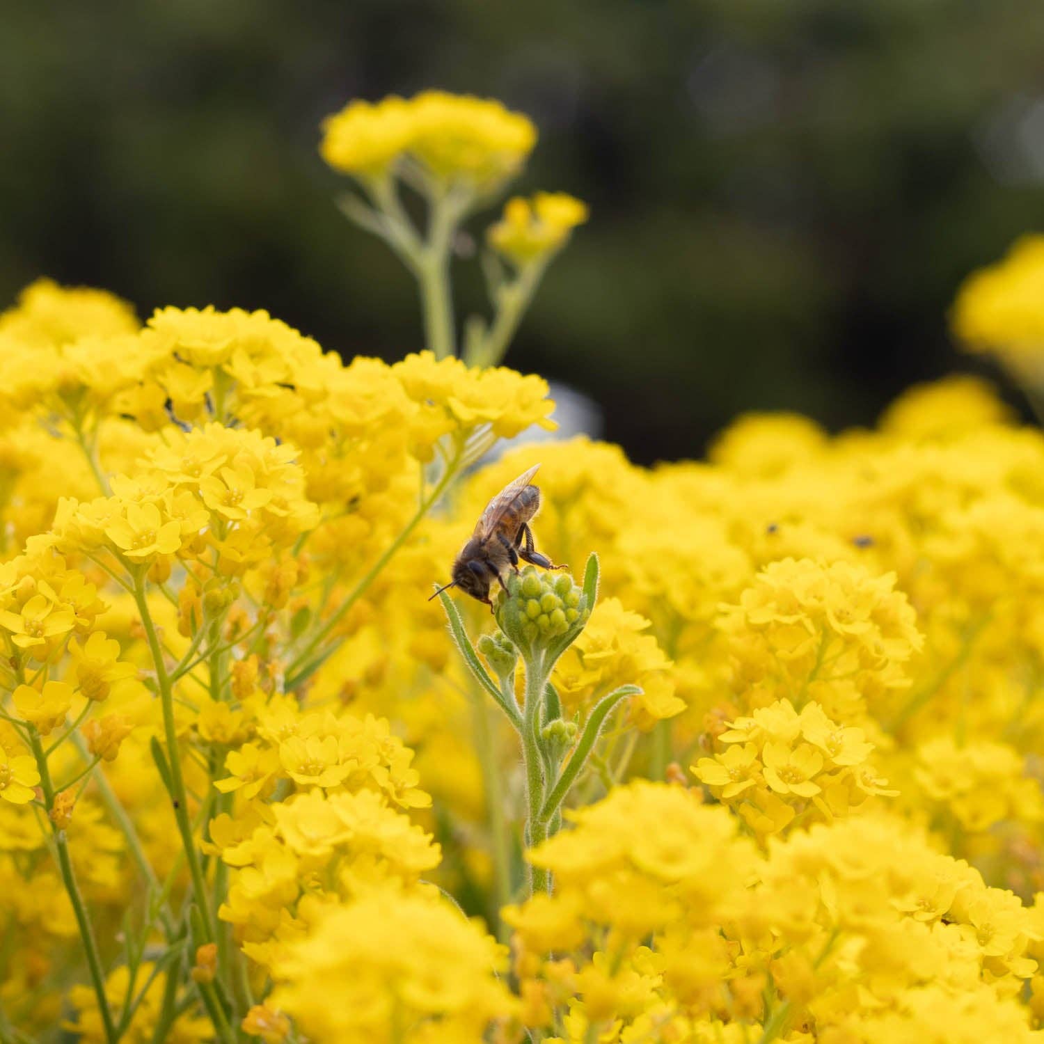 The Honey Project - Vendita all'ingrosso Miele - Incomparabile Runny5