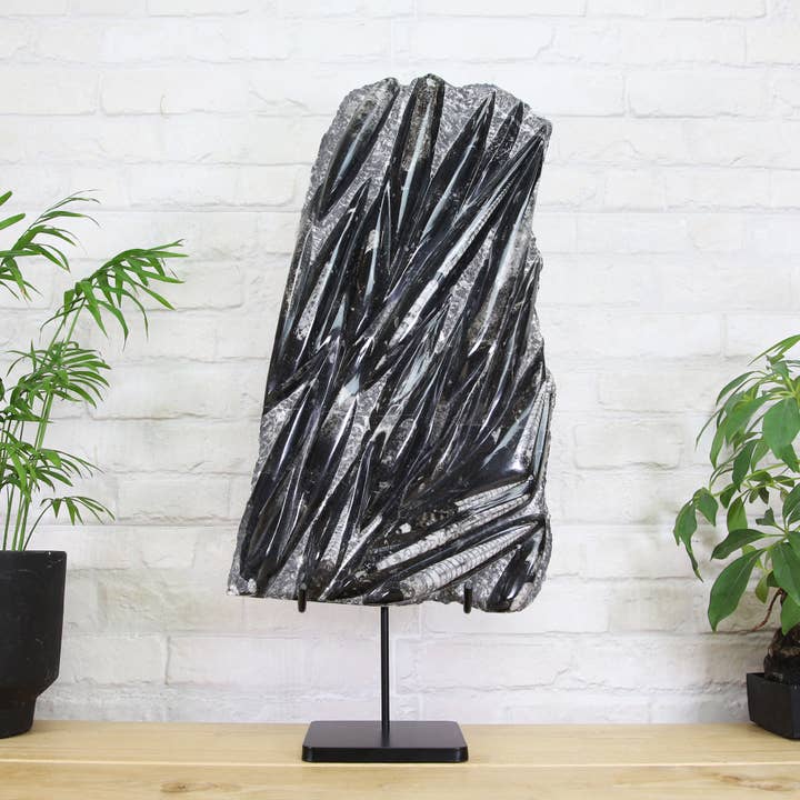XL Orthocera Black Marble Authentic Bespoke Steel Stand for wholesale by Curated Studio