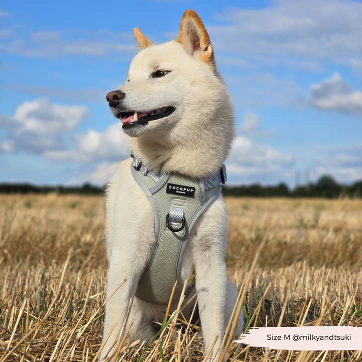 Cocopup London - Vendita all'ingrosso Pettorina - Cani - Esplora Harness - Tweed Salvia33