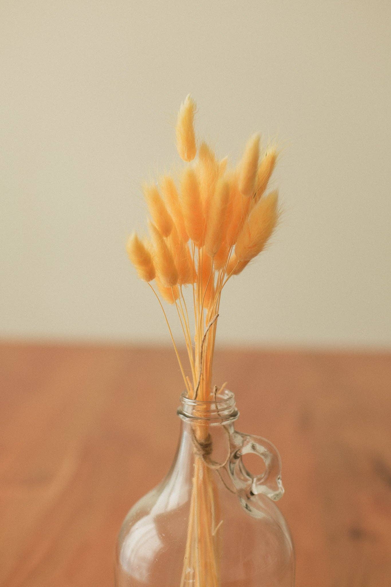 Eucalypt Co. - Venta al por mayor Flores secas/prensadas - Colas de conejo preservadas16