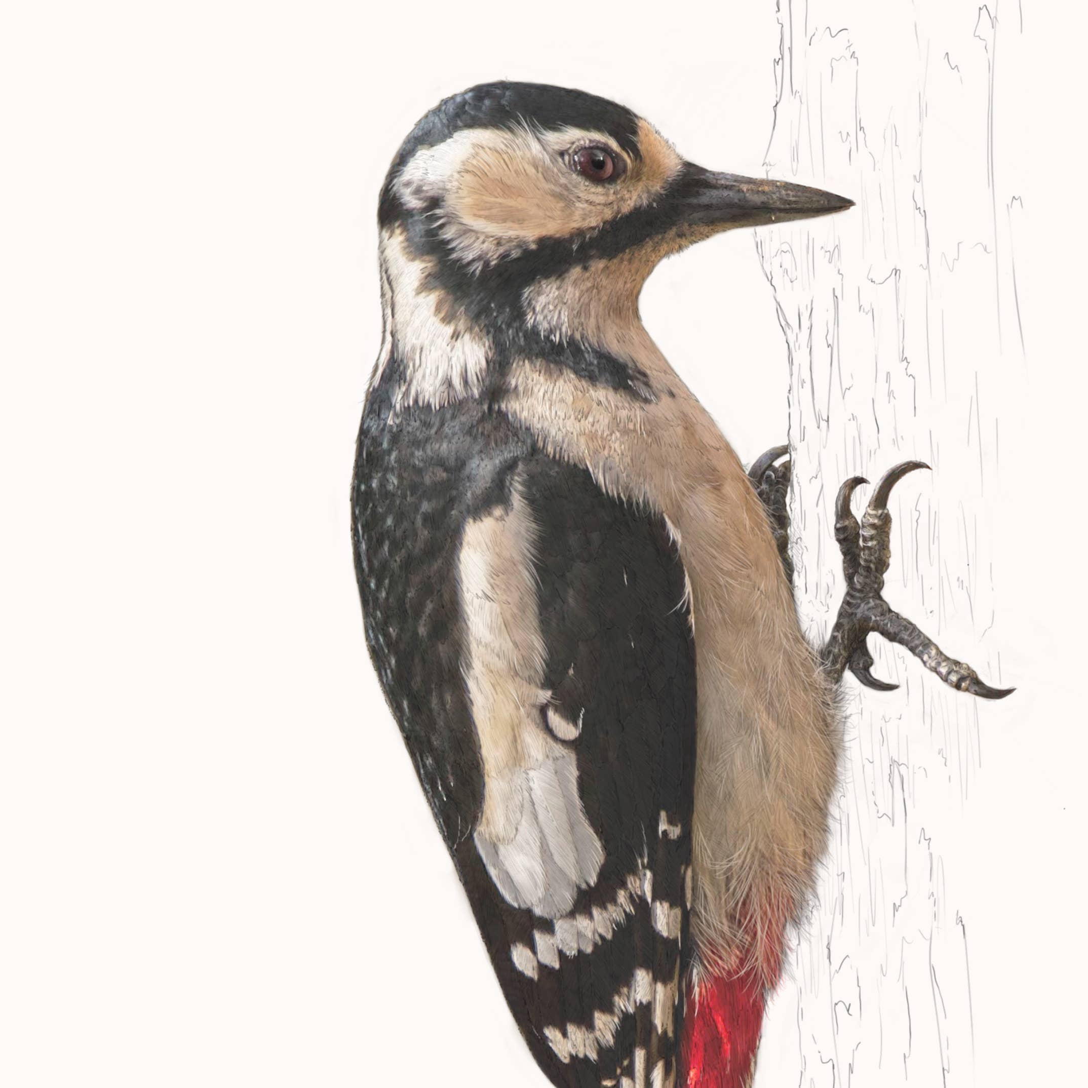 Hidden Planet - Wholesale Art Print - Greater Spotted Woodpecker - A4 Print (portrait)1