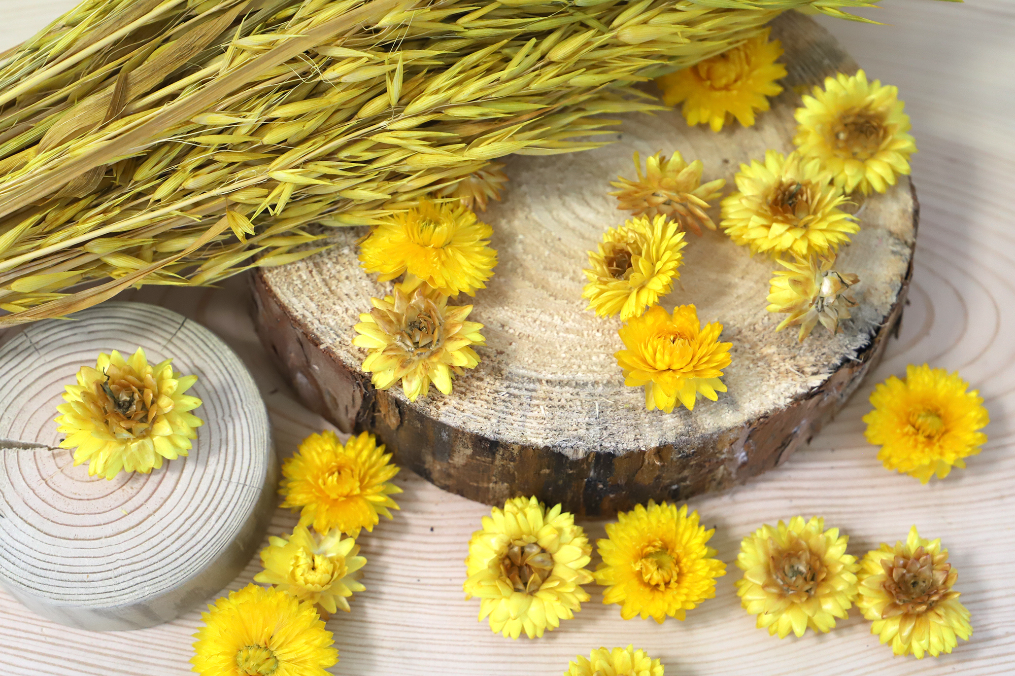 Kunstharz.Art - Vendita all'ingrosso Fiori secchi/pressati - Fiori di paglia essiccati Helichrysum per decorazioni artigianali8