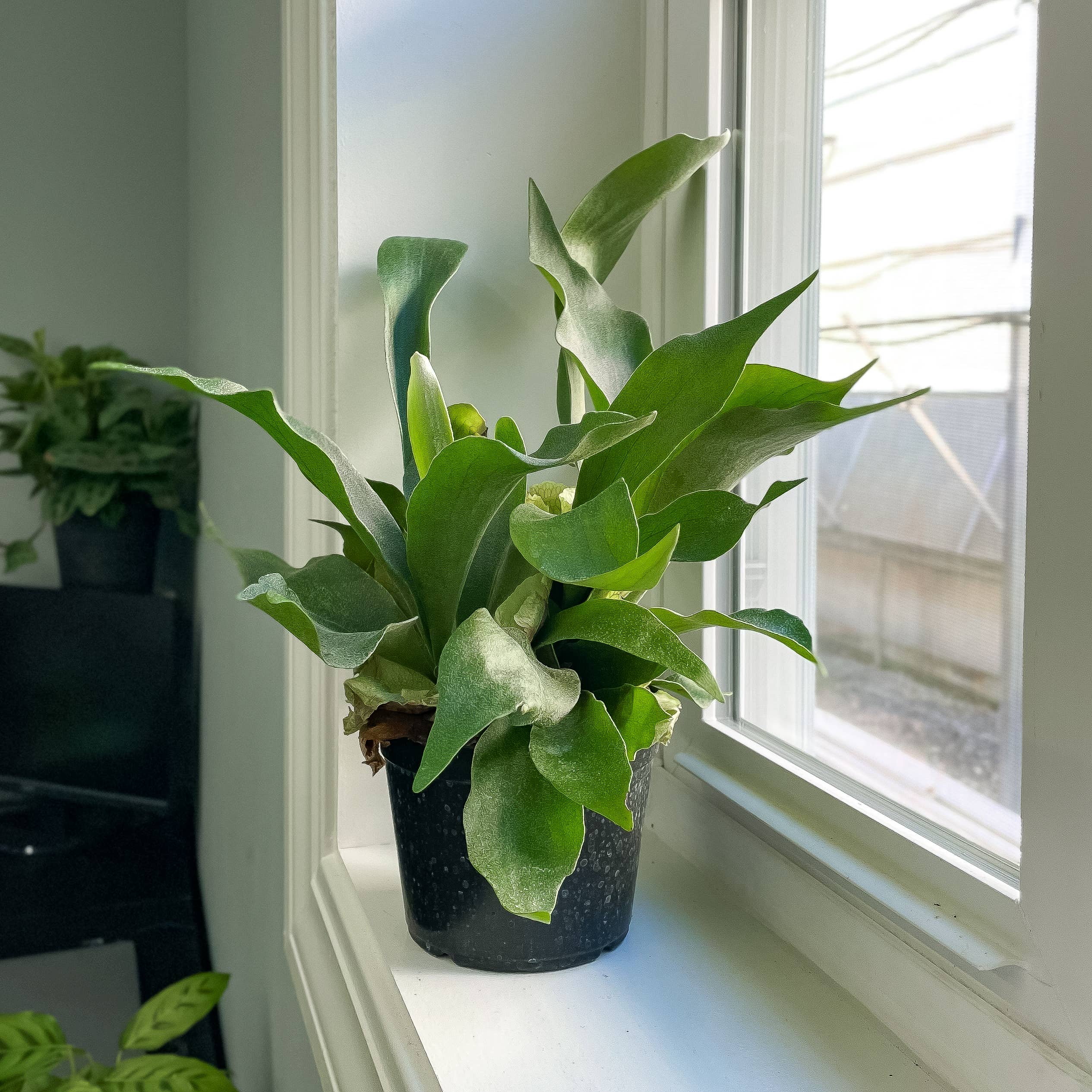 Thorsen's Greenhouse - Wholesale Live Plant - Staghorn Fern - Live Plant12