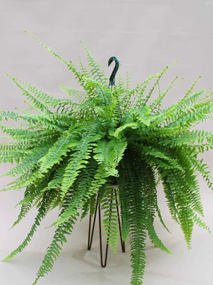8" Boston Compacta Hanging Basket - Nephrolepis Exaltata for wholesale by Hidden Valley Ranch & Nursery Inc