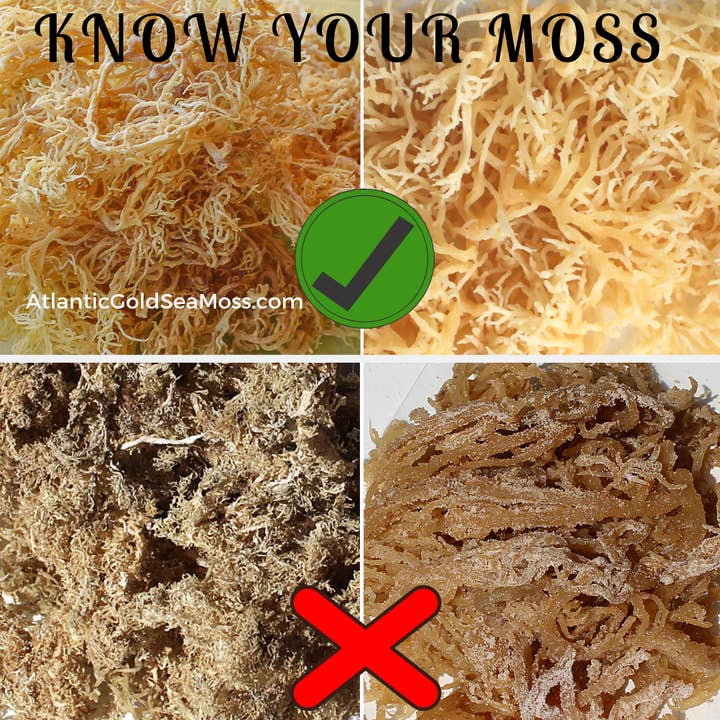Atlantic Gold Sea Moss - Wholesale Oral Supplement/Vitamin - Gold Sea Moss|Lab-Tested|Sun-dried|Wild-harvested