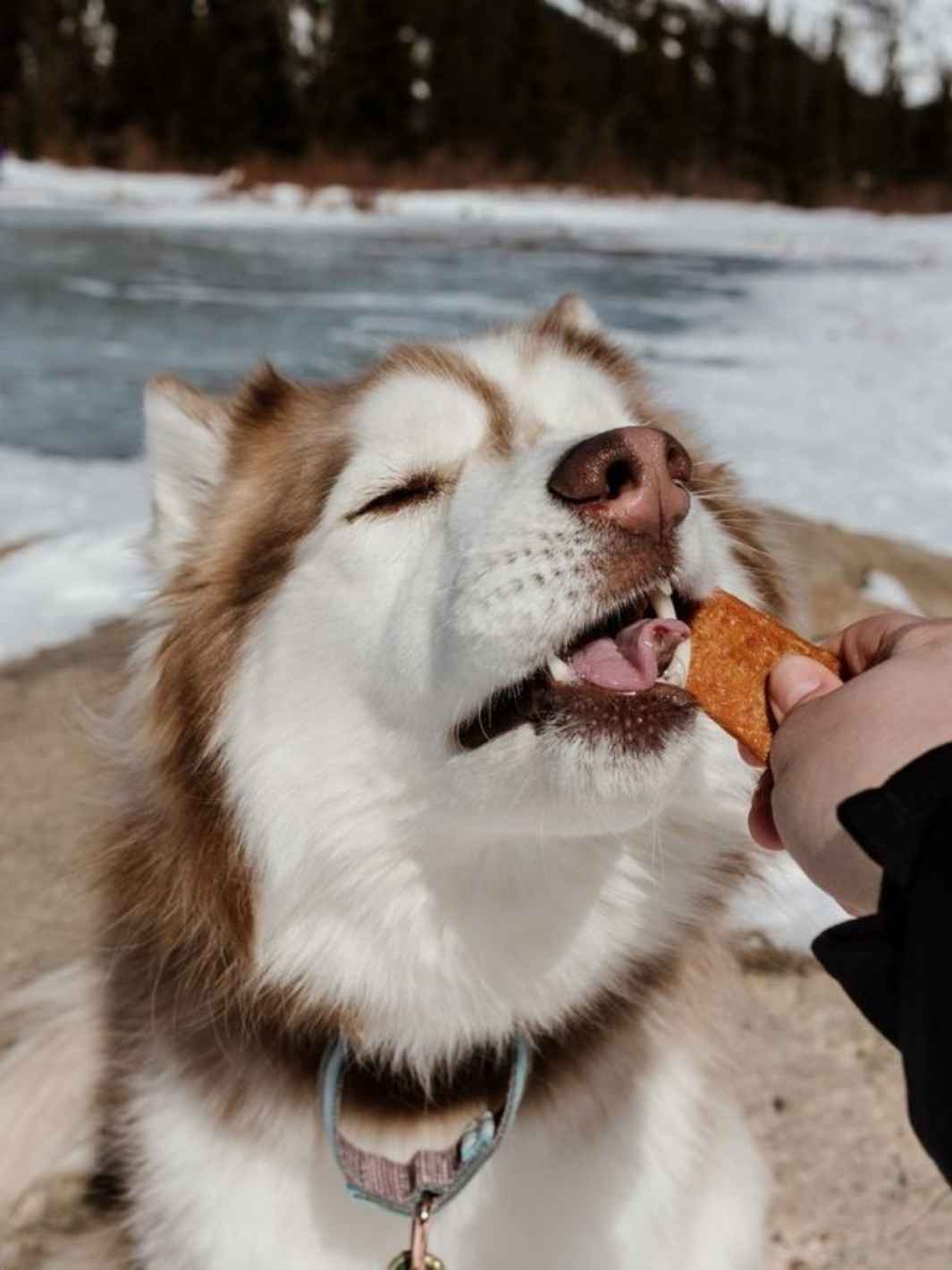 Truffe Délice - Wholesale Pet Treats - Dog - Chicken strips3