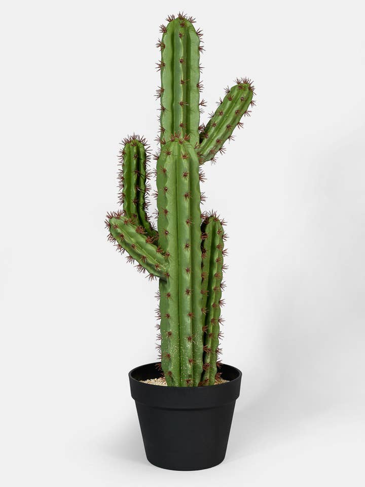 28 in High Candelabra Cactus for wholesale by Jamali Garden