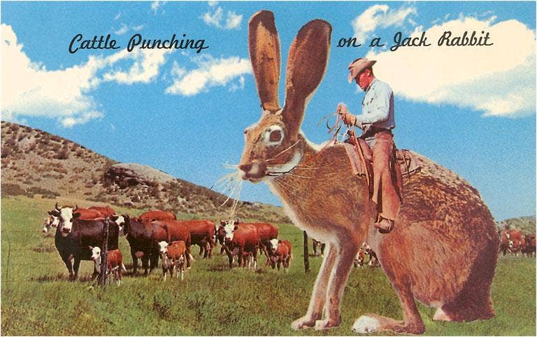 Found Image Press - Vendita all'ingrosso Set di cartoleria/cancelleria - Biglietto d'auguri TW-73 Mandriani su un gigantesco coniglio selvatico0