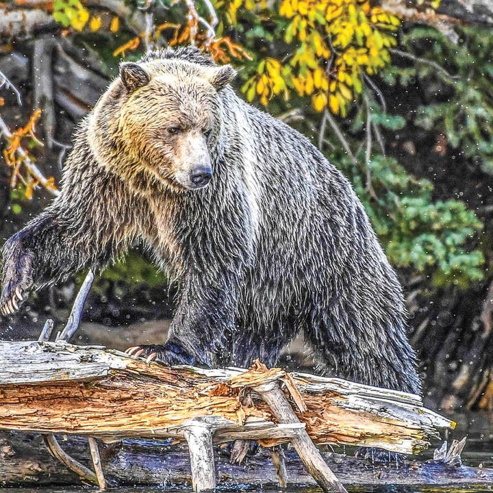 Grizzly Pounce Fine Art 1000 Piece Jigsaw Puzzle for wholesale by PuzzQuest