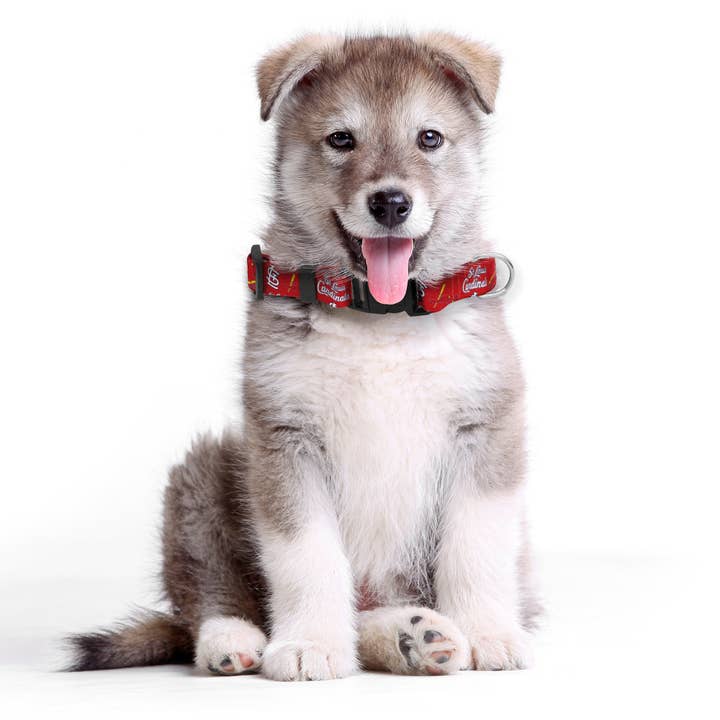 Little Earth Productions - Wholesale Pet Collar - Cat/Dog - MLB St. Louis Cardinals Pet Team Collar