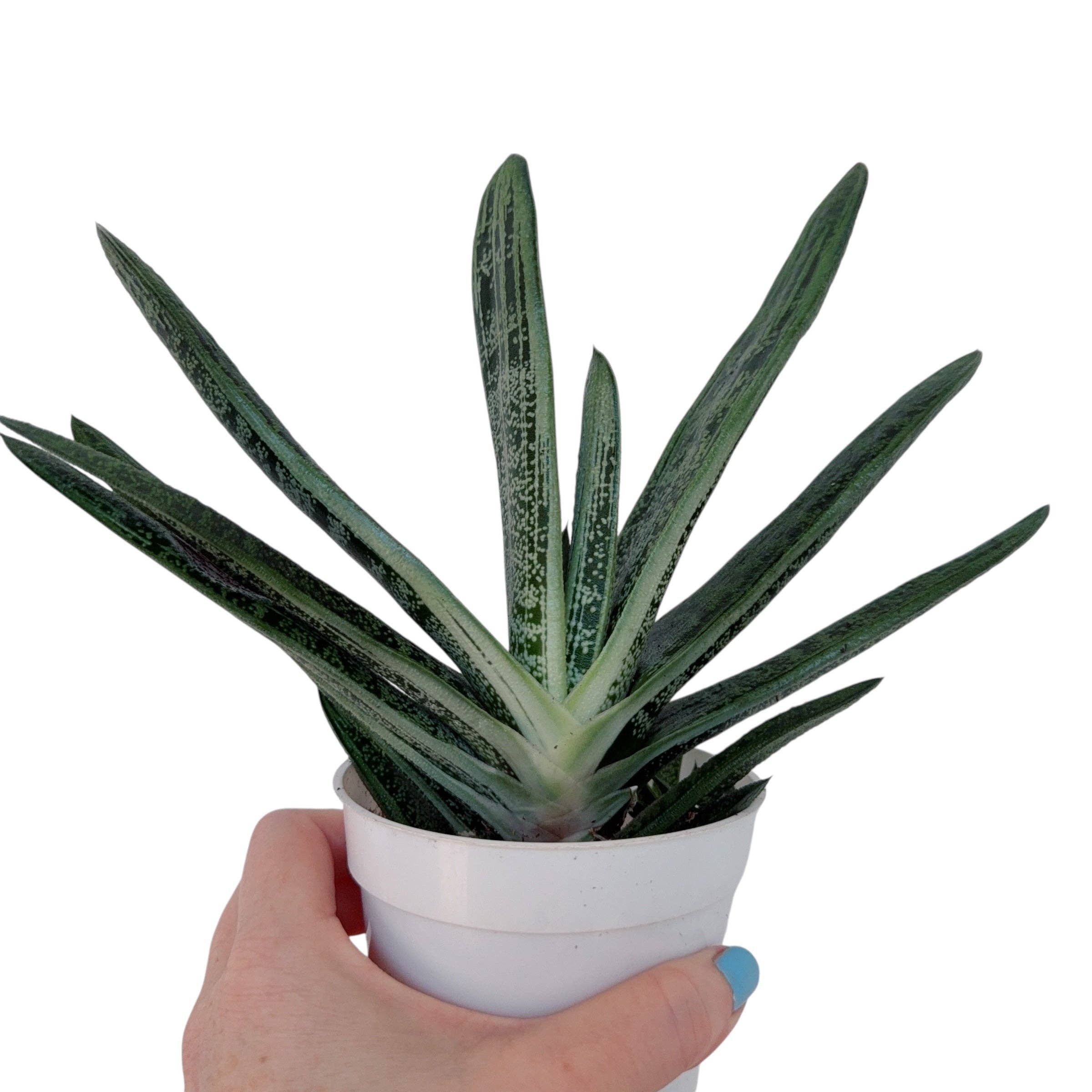 Plant Vault - Wholesale Succulent - Gasteria bicolor var. liliputana1