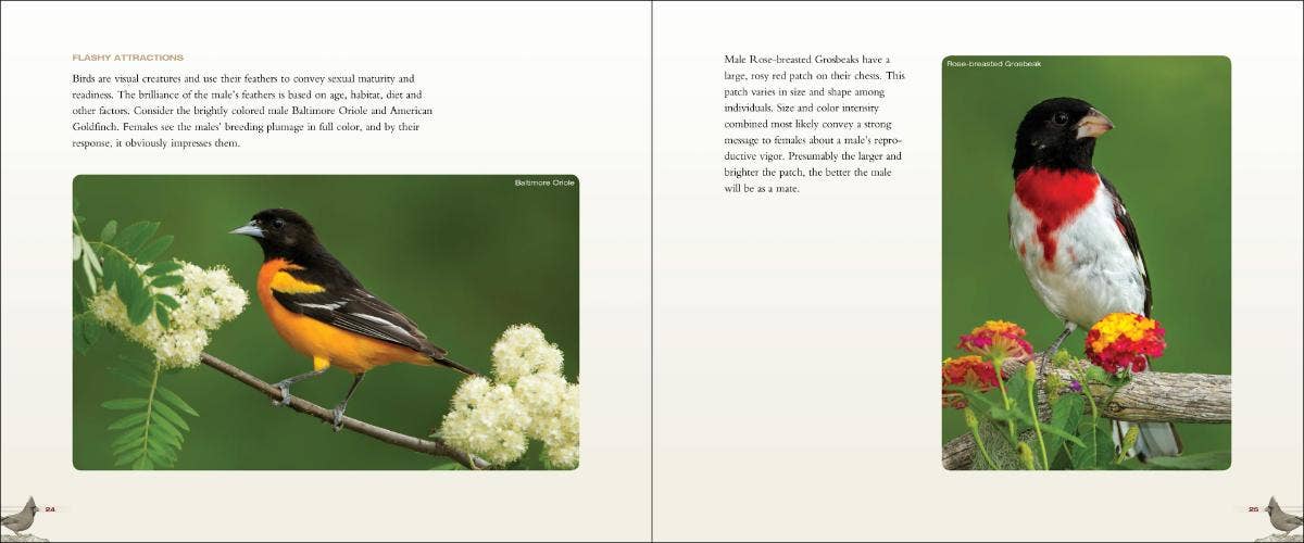 AdventureKEEN - Wholesale Nature & Outdoors - Backyard Birds1