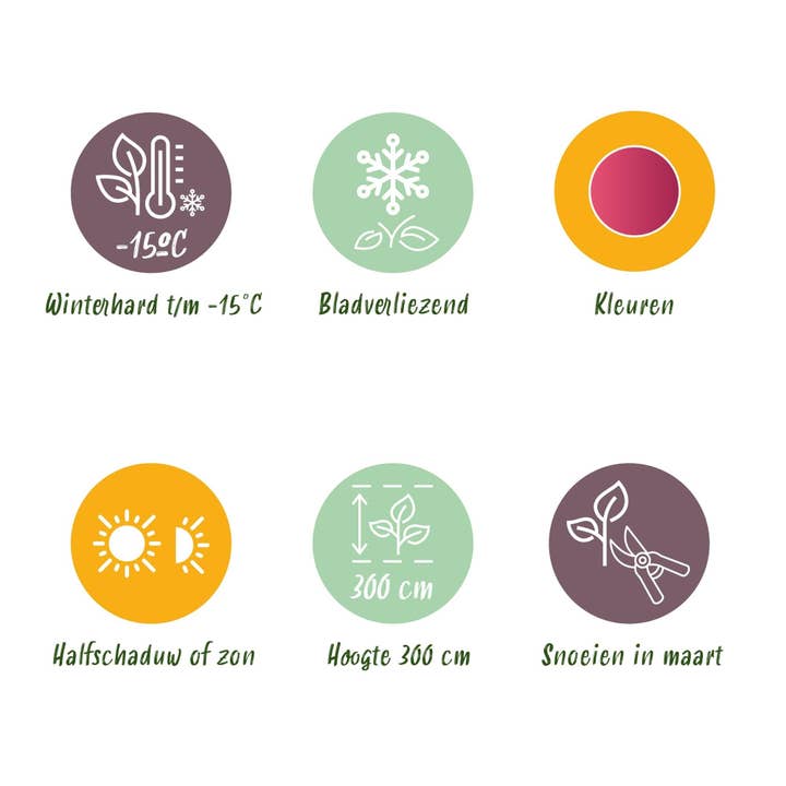 Oasis of Life – wholesale Live plant – Japanese Maple – Acer palmatum 'Phoenix' – 2 plants – 70 cm high – Ø19cm – bright red-orange – balcony & garden plant9