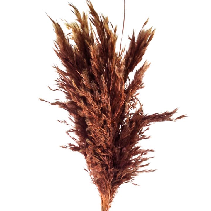 Botanico Ltd. - Wholesale Dried/Pressed Flowers - Pampas Grass Small2