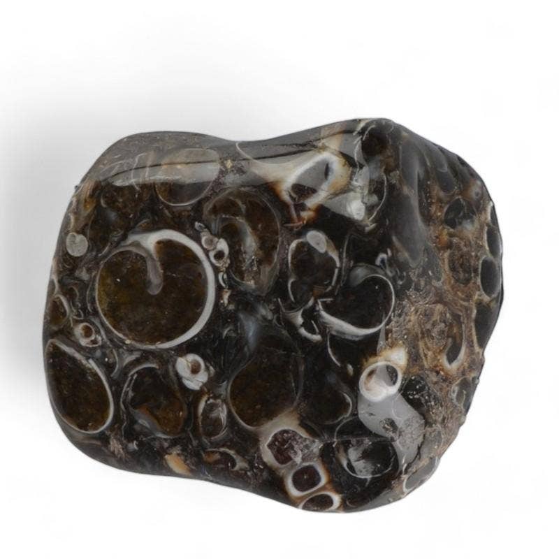 La Boîte à Cailloux - Wholesale Spiritual Stone/Crystal - Turritella agate United States A+ (tumbled stone)1
