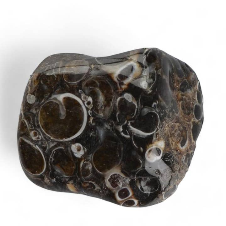 La Boîte à Cailloux - Wholesale Spiritual Stone/Crystal - Turritella agate United States A+ (tumbled stone)1