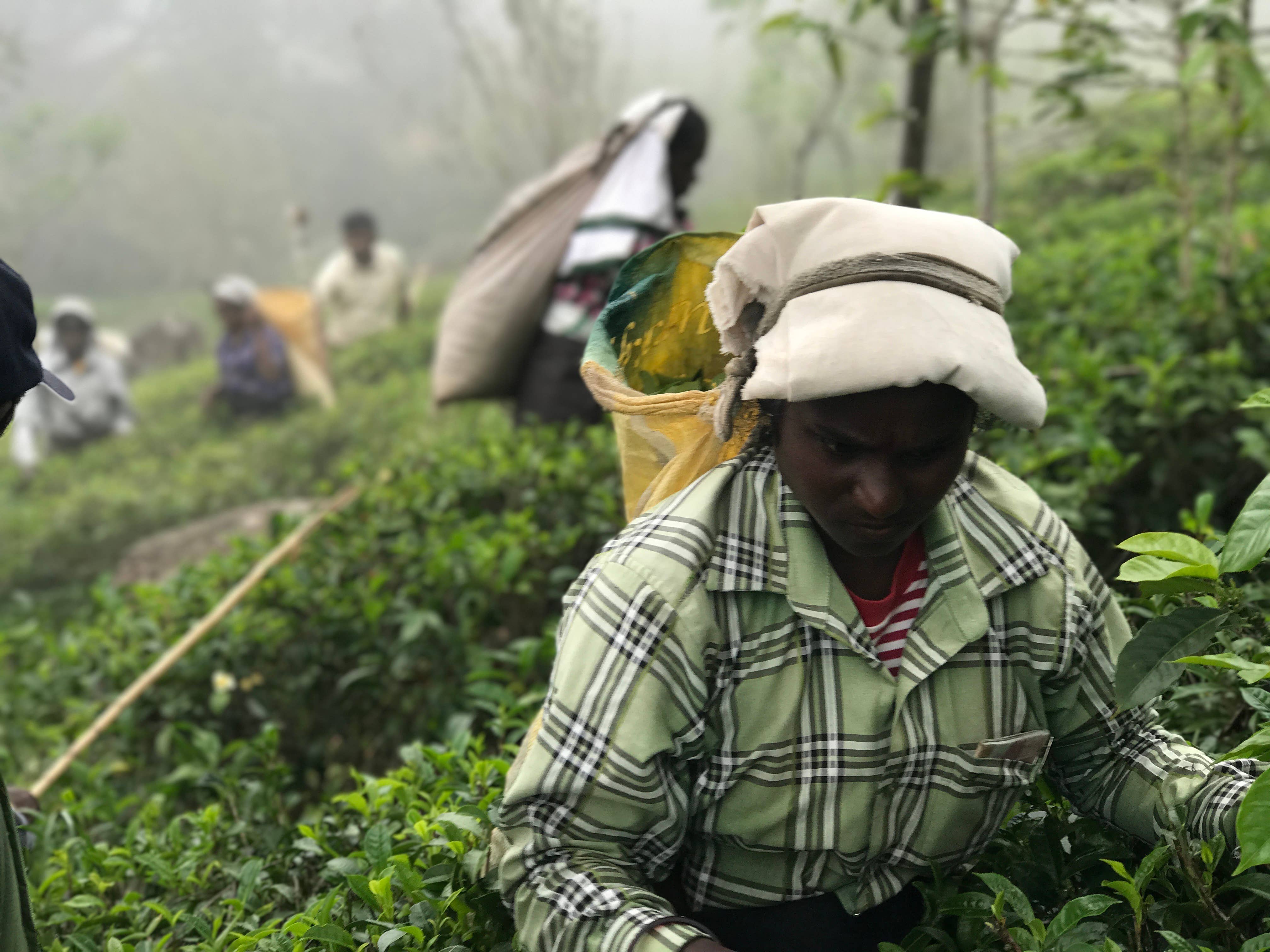 TEAmwork Tea - Wholesale Loose Tea - Healthy Relaxing Jasmine Loose Tea 40 gram4