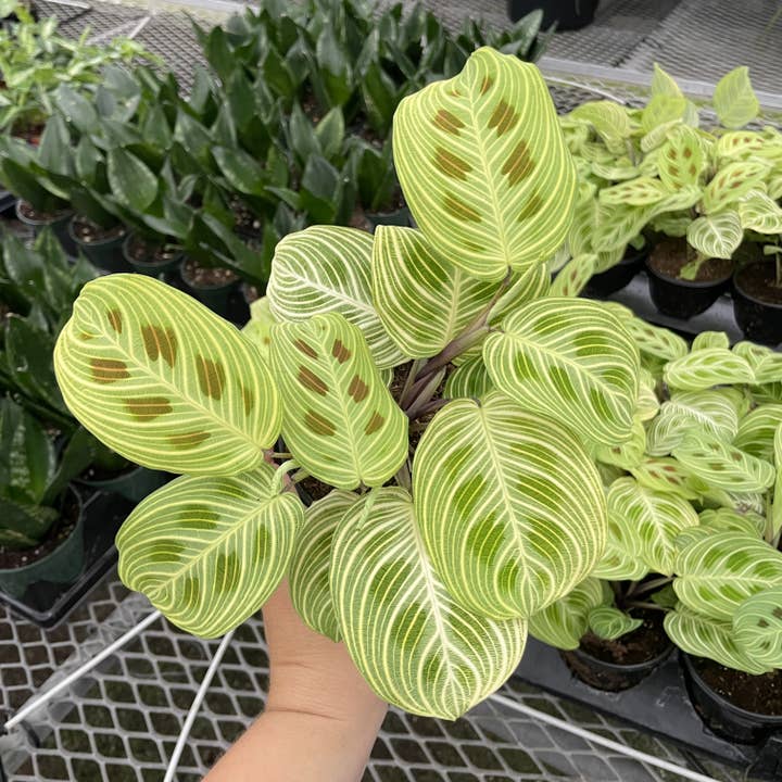 Thorsen's Greenhouse - Wholesale Live Plant - Gold Lines Prayer Plant - Live Plant - Rare1