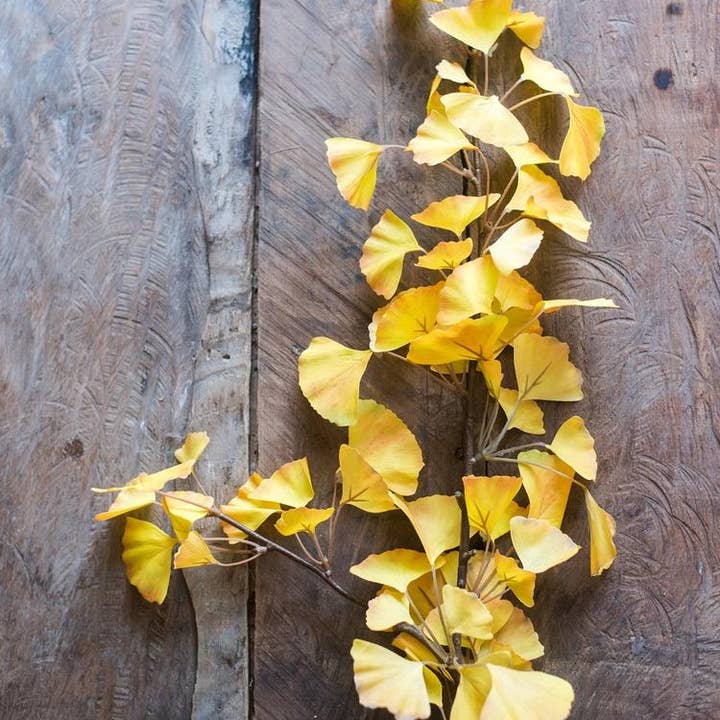 Rustic Reach - Wholesale Artificial Plant - Artificial Ginkgo Leaf Stem in Yellow 37" Tall0