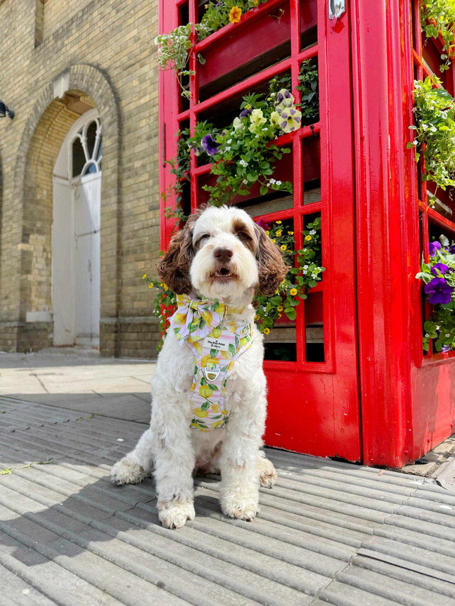 The Paw Print Boutique – wholesale Pet bow tie – Dog – La Dolce Vita Bow Tie6