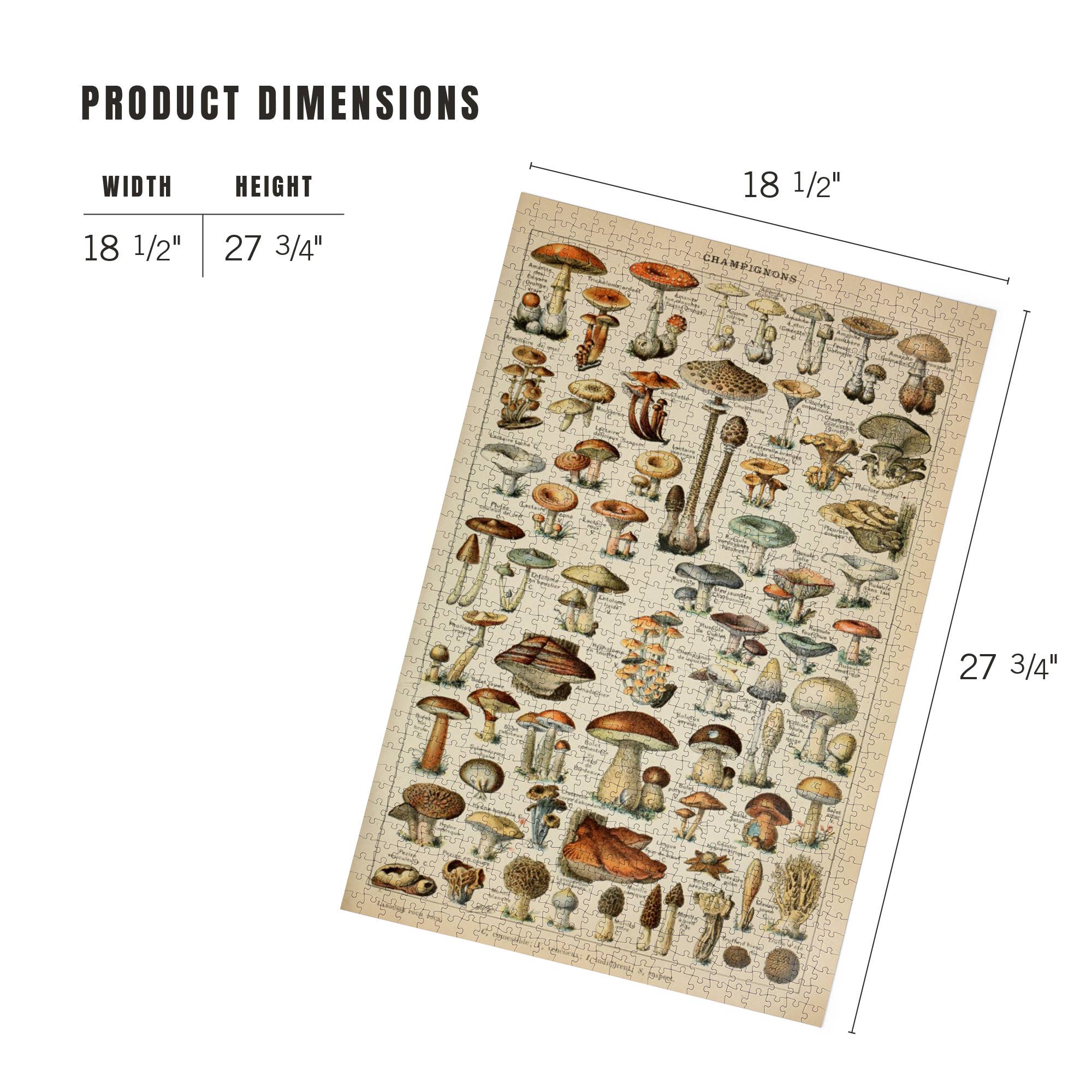 Lantern Press - Vendita all'ingrosso Puzzle - Adulti - Puzzle da 1000 pezzi, C, libris vintage, Adolph4