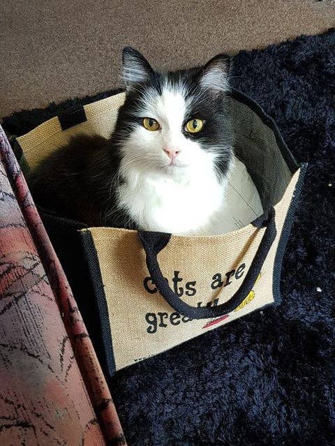 These Bags are Great - Vendita all'ingrosso Buste regalo - Cats are Great Bag - Borsa per la spesa in iuta3