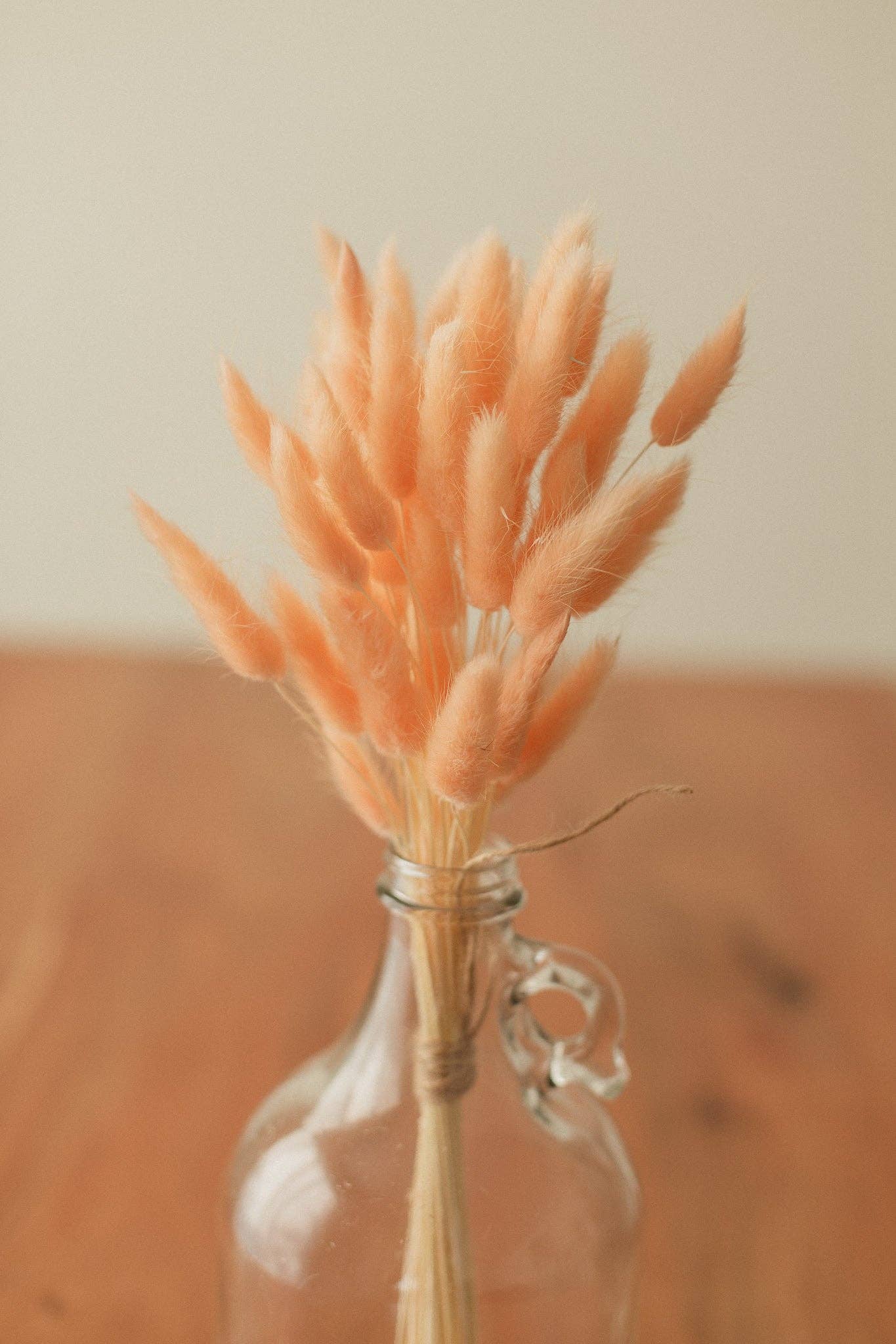 Eucalypt Co. - Venta al por mayor Flores secas/prensadas - Colas de conejo preservadas15