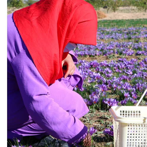 Aseel - Wholesale Dried Spice - Saffron (2g) | Premium Afghan Saffron 7